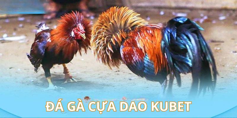 Hình thức chọi gà cựa dao đặc sắc